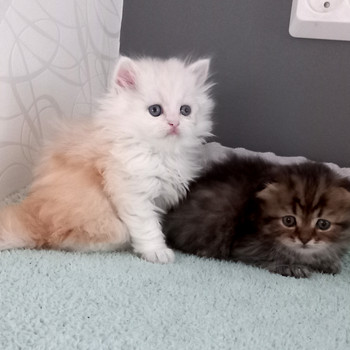 Scottish Longhair kassipojad