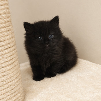 Scottish Longhair kassipojad
