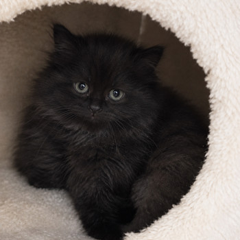 Highland Longhair котята