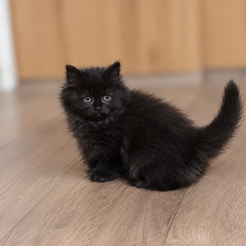 Highland Longhair котята
