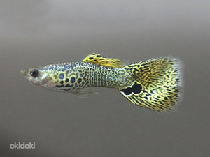 Гуппи Yellow cobra (2 фото из 3)