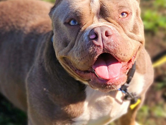 American Bully