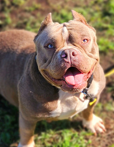American Bully (1 foto / 1)