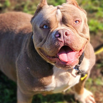 American Bully