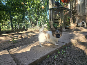 Papilloni kutsika (1 foto / 10)
