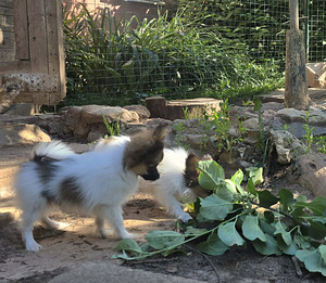 Papilloni kutsika (2 foto / 10)