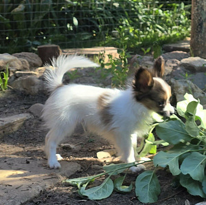 Papilloni kutsika (4 foto / 10)