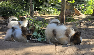Papilloni kutsika (5 foto / 10)
