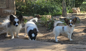 Papilloni kutsika (6 foto / 10)