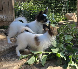 Papilloni kutsika (7 foto / 10)