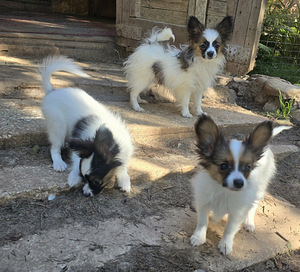 Papilloni kutsika (8 foto / 10)