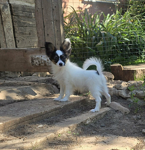Papilloni kutsika (9 foto / 10)