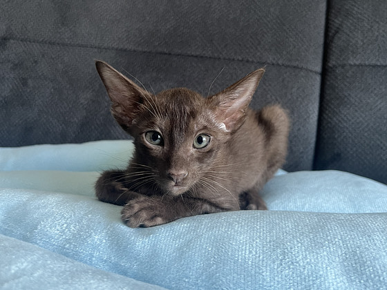 Oriental kitten