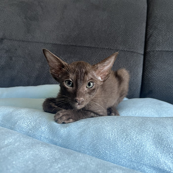 Oriental kitten