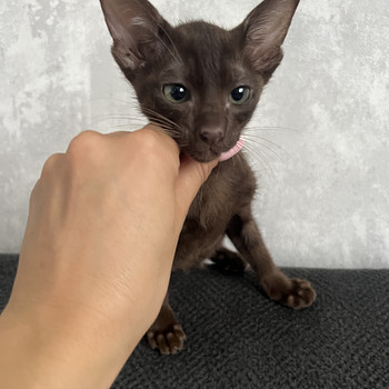 Oriental kitten
