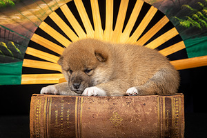 Kutsikad Shiba inu (4 foto / 10)