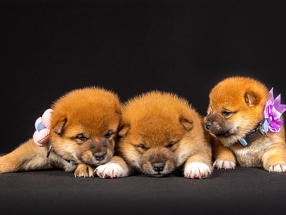 Kutsikad Shiba inu