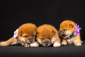 Kutsikad Shiba inu (2 foto / 10)
