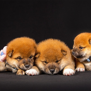 Щенки Shiba Inu