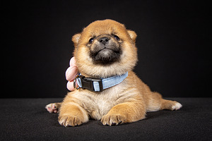 Kutsikad Shiba inu (6 foto / 10)