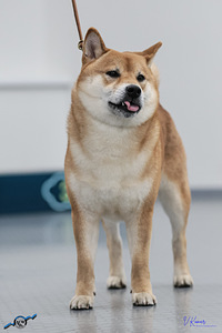 Kutsikad Shiba inu (7 foto / 10)