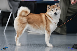 Kutsikad Shiba inu (8 foto / 10)
