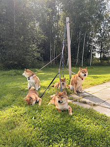 Kutsikad Shiba inu (9 foto / 10)
