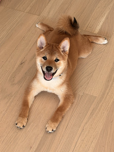 Kutsikad Shiba inu (5 foto / 10)