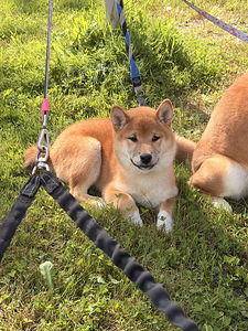 Kutsikad Shiba inu (3 foto / 10)