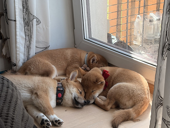 Щенки Shiba Inu