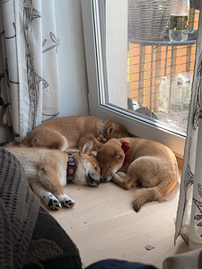 Kutsikad Shiba inu (1 foto / 10)