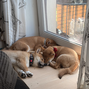 Щенки Shiba Inu