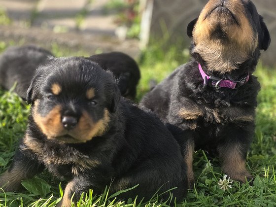ROTTWEILERI kutsikad – isased tõutunnistusega