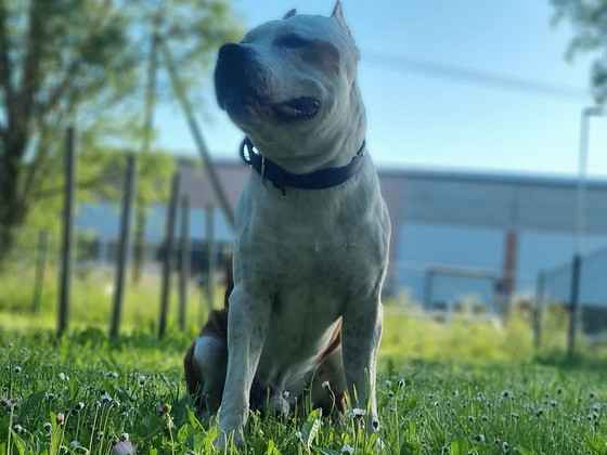 Amstaff paaritamiseks. Tõutunnistusega amstaff ootab tüdrukut.