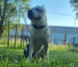 Amstaff paaritamiseks. Tõutunnistusega amstaff ootab tüdrukut. (1 foto / 2)