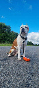 Amstaff paaritamiseks. Tõutunnistusega amstaff ootab tüdrukut. (2 foto / 2)