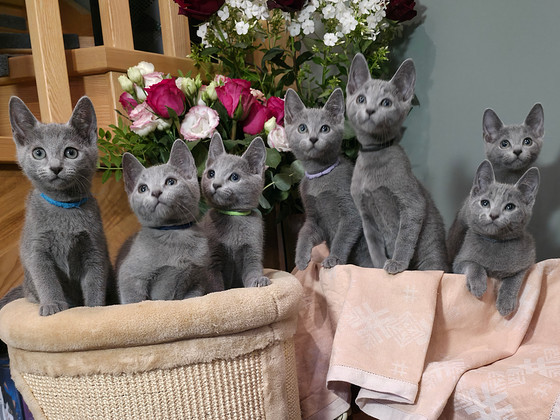 Котята русской голубой