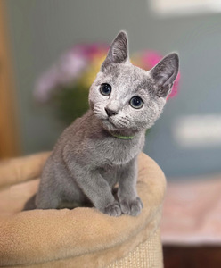 Котята русской голубой (3 фото из 10)
