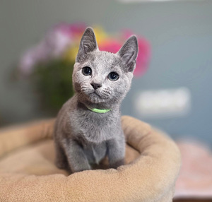 Котята русской голубой (4 фото из 10)