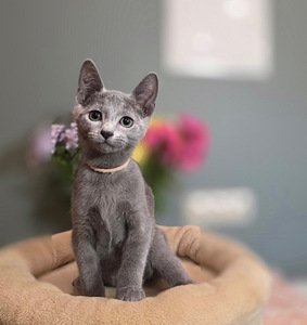 Котята русской голубой (5 фото из 10)