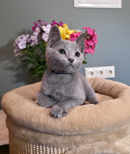 Котята русской голубой (8 фото из 10)