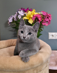Котята русской голубой (10 фото из 10)