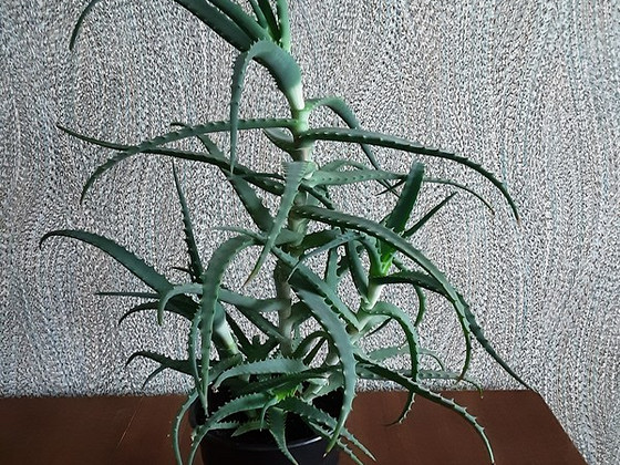 Aaloe
