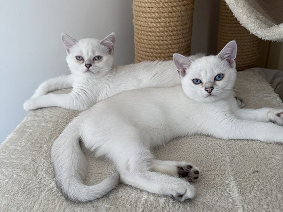 Brittiläinen lyhytkarva british shorthair