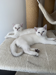 Brittiläinen lyhytkarva british shorthair (1 valokuva sivusta 9)