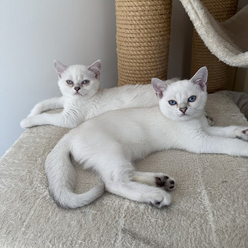 Brittiläinen lyhytkarva british shorthair