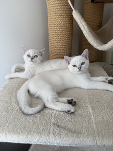 Brittiläinen lyhytkarva british shorthair (2 valokuva sivusta 9)