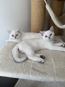Brittiläinen lyhytkarva british shorthair (3 valokuva sivusta 9)