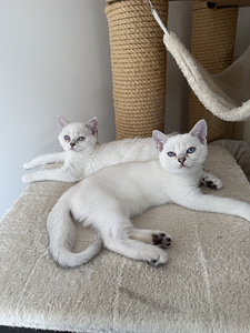 Brittiläinen lyhytkarva british shorthair (4 valokuva sivusta 9)