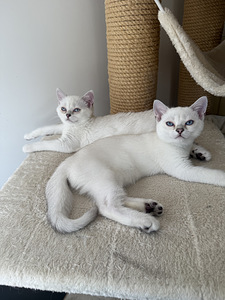Brittiläinen lyhytkarva british shorthair (5 valokuva sivusta 9)